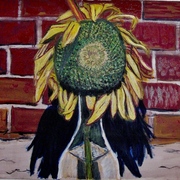 Sunflower_i_card