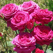 Roses_card