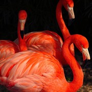520771_128250_2ad01b0377_p_card