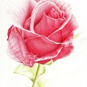 Between_the_rose_and_my_soul_4_card
