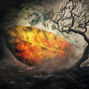 Photo_copy_31_card