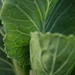 005cabbagee_square