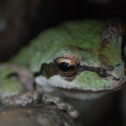 Rockfrog3_card