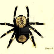 Tarantula_copyrite_card
