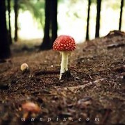 A_mushroom_muzpix_card
