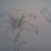 Lillies_card