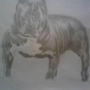 Pitbull_card