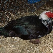 Starkeduck_card