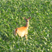 Img_8651_card
