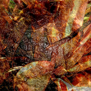 Garden_metamorphosis_5_card