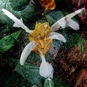 Garden_metamorphosis_4_card