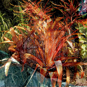 Garden_metamorphosis_3_card
