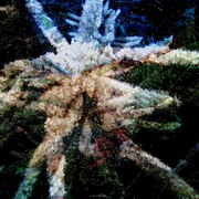 Garden_metamorphosis_2_card