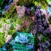 Garden_metamorphosis_1_card