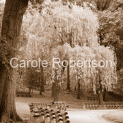 Newyorkwillowwalkbycarolerobertson_card