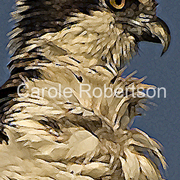Ospreyportraitbycarolerobertson_card