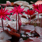 Redlilieswithhiddenfriendbycarolerobertson_card