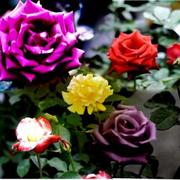 My_rose12_card