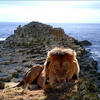 846-stone_sea_king_thumb
