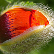 Poppybud2_card