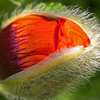 Poppybud2_thumb