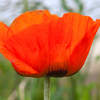 Poppy3_thumb