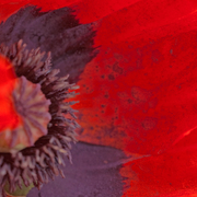 Poppy6_card