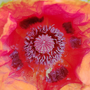 Poppy5_card