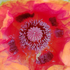 Poppy5_thumb