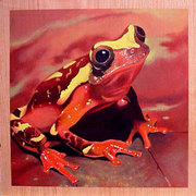 Hyla_card