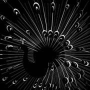 Peacock_card
