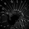 Peacock_thumb