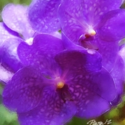 Purple_passion_card