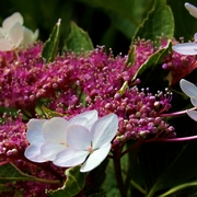 Red___white_ii_card
