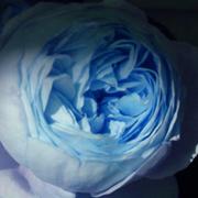 Bluerose_card