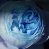 Bluerose_thumb