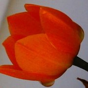 Orangeflowertwo_card