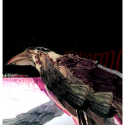 Quote_the_raven_card