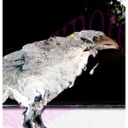 Raven_3_card