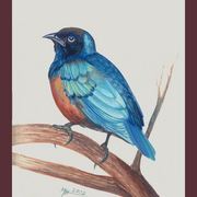 Bird_5_for_uplowd_card