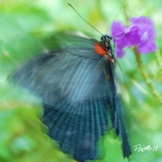 Dark_wing_card