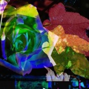 Layers_leaf_rose_card