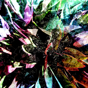 Garden_metamorphosis_7_card