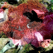 Garden_metamorphosis_9_card