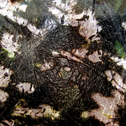 Garden_metamorphosis_10_card