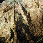 Garden_metamorphosis_11_card