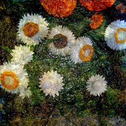 Garden_metamorphosis_12_card