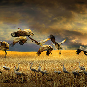 Magnificent_flight_card