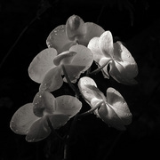 Orchids_card