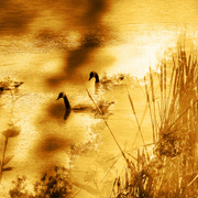 Goldensummerdaysmall_card